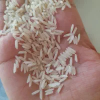 دونوج ارگانیک طارم هاشمی