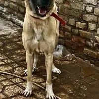 سگ سرابی درشت معاوضه با گوسفندم میشه