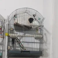 عروس هلندی|پرنده|ورامین, خورین|دیوار