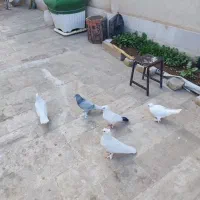 کبوتر  جفتی 350|پرنده|قم, علی آباد سعدگان|دیوار