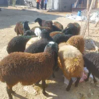 بره نر سبک سنگین وزن ۳۰ تا ۳۵ کیلو|حیوانات مزرعه|قزوین, |دیوار