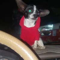 ماده شیهواوا سایز صفر اپل هد|سگ|یزد, |دیوار