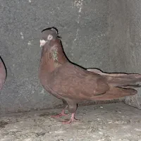 کبوتر شش عدد