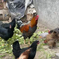 مرغ و خروس|حیوانات مزرعه|مشهد, عامل|دیوار