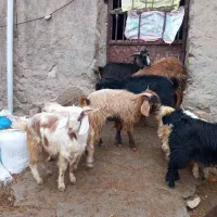 گوسفند بز چپش بزغاله میش بره قوچ