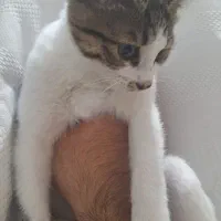 گربه پشمالو و خوشگل|گربه|زنجان, |دیوار