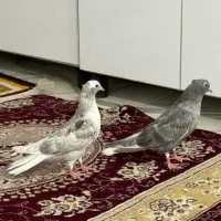 کوهی دم سفید جفت
