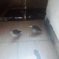 بلدرچین خانگی