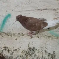 کبوتر دم سفید|پرنده|مشگین شهر, |دیوار