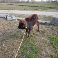 گاو لیشه|حیوانات مزرعه|رشت, منظریه|دیوار