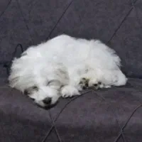 سگ ماده پنج ماهه