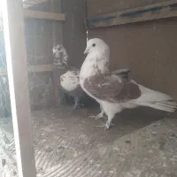 کبوتر|پرنده|ساوه, |دیوار