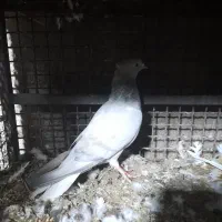 کفتر|پرنده|بم, |دیوار