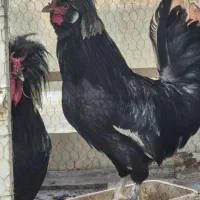 خروس سلطان (لهستانی)