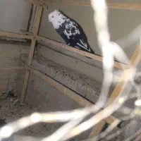 کفتر