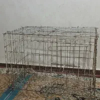 پرنده کبوتر .قفس جوجه گیری
