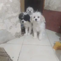 سگ نژاد شیتزو