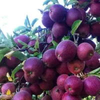 نهال های تجارتی و ممتاز