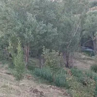 علف . گیاه همه رقم