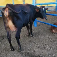 گاواوستن