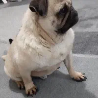 سگ پاگ اصیل