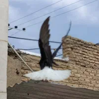 کبوتر دم اسبی