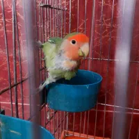 طوطی برزیلی