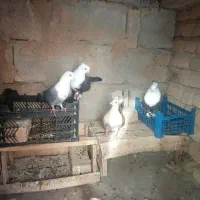 کفتر کله مصری و کربلایی
