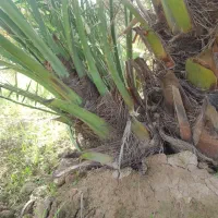 پاجوش نخل برحی نسیجی(کشت بافت) رامشیر