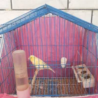 انواع قناری|پرنده|بندر ماهشهر, |دیوار