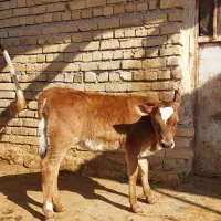 گوساله مادهجرسی|حیوانات مزرعه|ماهیدشت, |دیوار