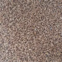 گندم بوجاری شده مهرگان
