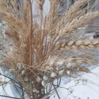 زمین-کشاورزی-زراعی