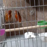 قناری سرخ سو قدیم