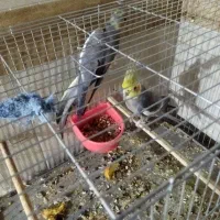 یک جفت عروس هلندی نر و ماده ۱۲۰۰