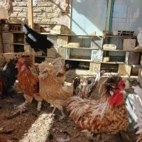 جوجه،مرغ|حیوانات مزرعه|خمینیشهر, |دیوار