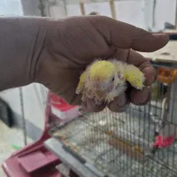 جوجه طوطی برزیلی صورت هلویی واسه دستی شدن