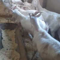 بز سانن|حیوانات مزرعه|نیشابور, ریوند|دیوار