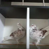 کبوتر فشن فری زینتی مولد|پرنده|تهران, سلسبیل جنوبی|دیوار