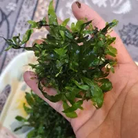 گیاه ابزی .پلنت.تراریوم