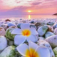 نیاز به نیروی خانم در بستنی کنارتخته