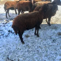 10عددگوسفندجوان یک ساله ودوساله کیلویی نمیفروشم