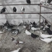 کفتر قم جمعه رسید آنتیک پرنده سرای کیان جدا کن|پرنده|کرج, خرمدشت|دیوار