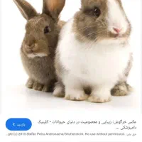 یک عدد خرگوش