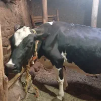 پول لازم دارم میفروشم