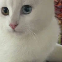 گربه نر|گربه|یزد, |دیوار