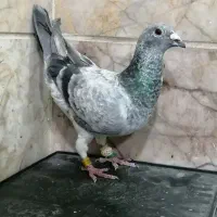 کفتر آلمانی سار چینی پلاکی ماده