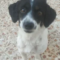 گمشده لطفا اطلاع بدین|سگ|شوشتر, |دیوار