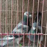 کبوتر مسافتی موریس جان اردن شورسیر