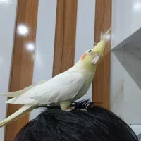 عروس هلندی|پرنده|سبزوار, باهنر|دیوار